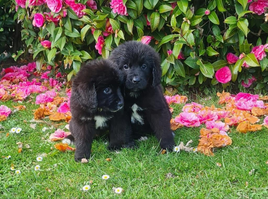 New faundlander pups, Dieren en Toebehoren, Parvo, 8 tot 15 weken, Meerdere, Meerdere dieren