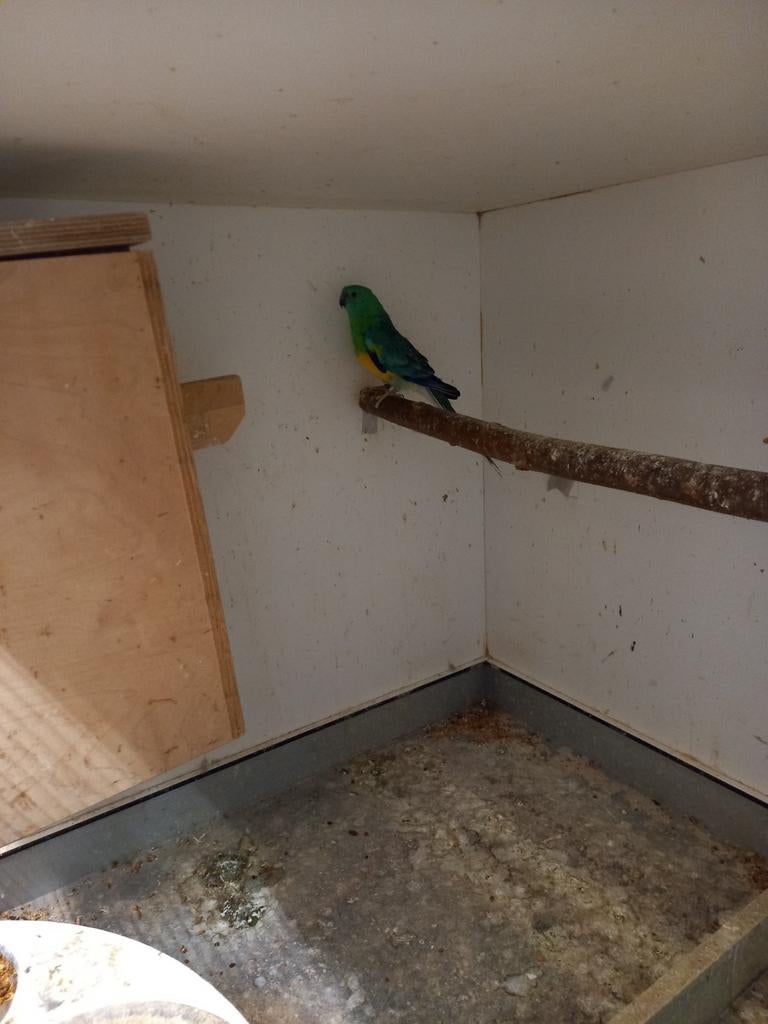 Roodrug man, Mannelijk, Parkiet