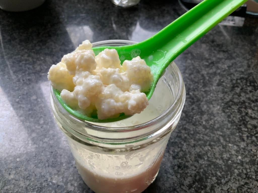 Bio melk kefir korrels ophalen, Ophalen