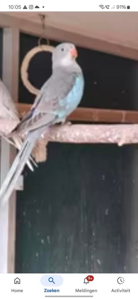 Gezocht, Dieren en Toebehoren, Mannelijk, Parkiet