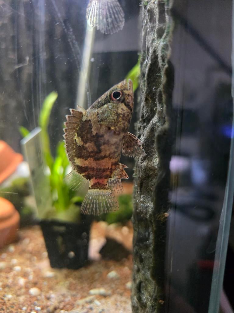 Nandus nandus bladvis, Dieren en Toebehoren, Vissen | Aquariumvissen, Vis