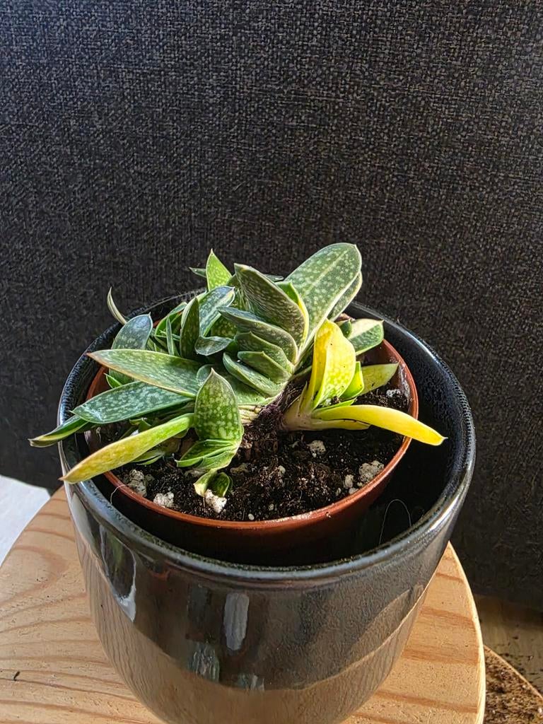 Gasteria gracillis varigata (Vetplant), Ophalen of Verzenden, Halfschaduw, Minder dan 100 cm