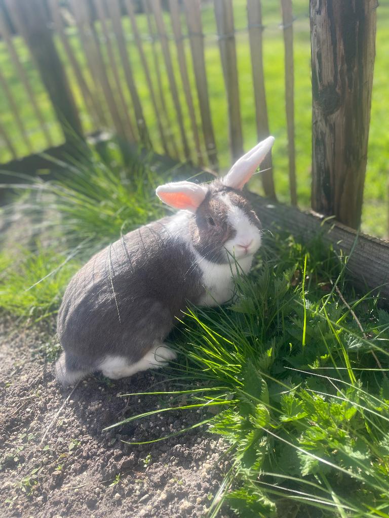 Te koop:mannelijke konijnen, Mannelijk, Middelgroot, 0 tot 2 jaar