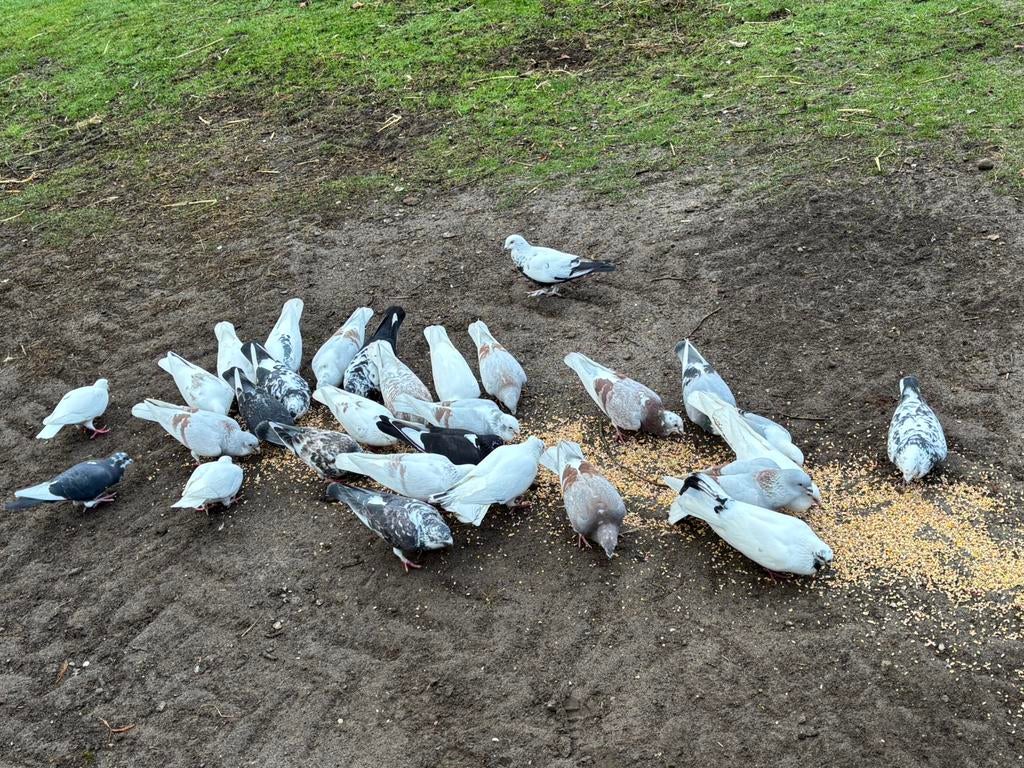 Veel Sierduiven, ook jongen, Dieren en Toebehoren, Meerdere dieren, Overige soorten