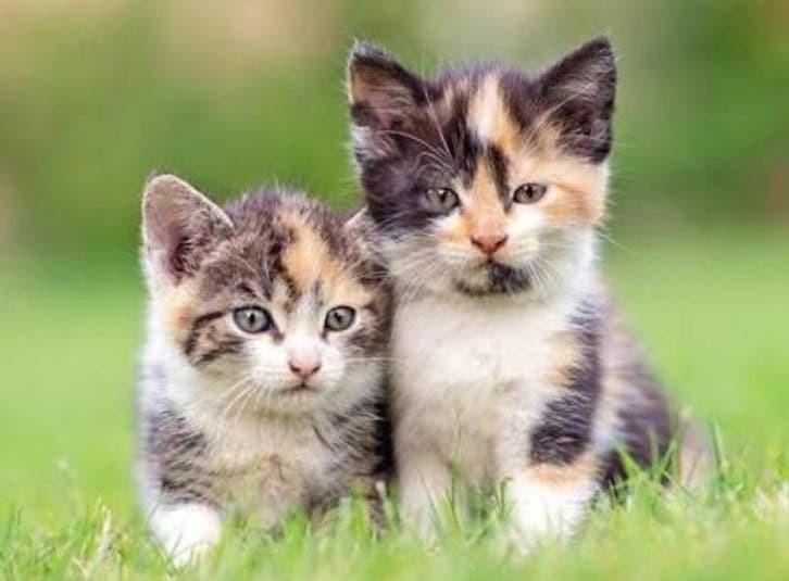 GEZOCHT: Twee kittens uit hetzelfde nest, Ophalen, Zo goed als nieuw, Riet