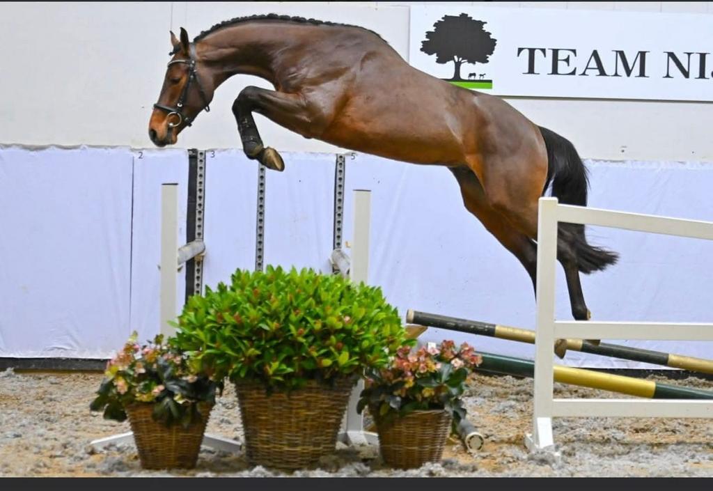 Trainings paard gezocht, Ophalen of Verzenden