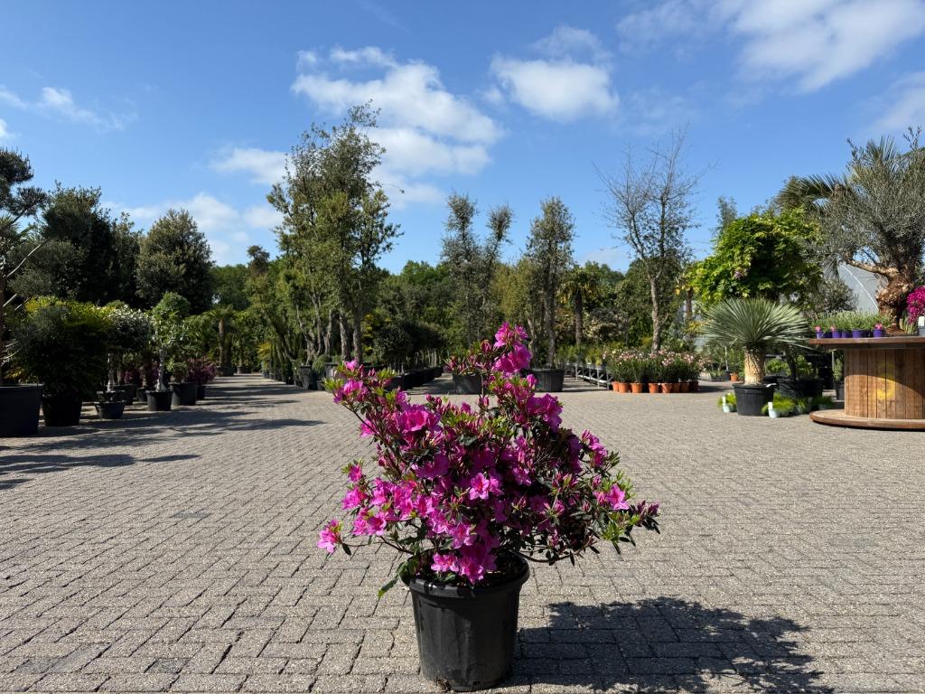 Azalea indica 'Mistral' planten te koop!!, Ophalen of Verzenden, Zomer, Overige soorten, Volle zon