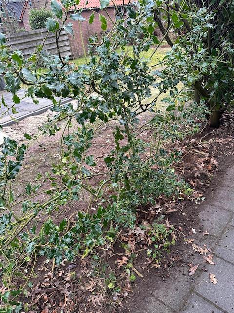 Mooie hulst in wilde vorm voor leuke tuin invulling, Ophalen, Overige soorten, Struik, Minder dan 100 cm
