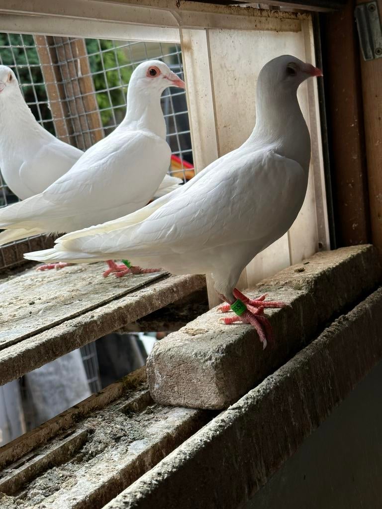 Witte post duiven, Meerdere dieren, Postduif