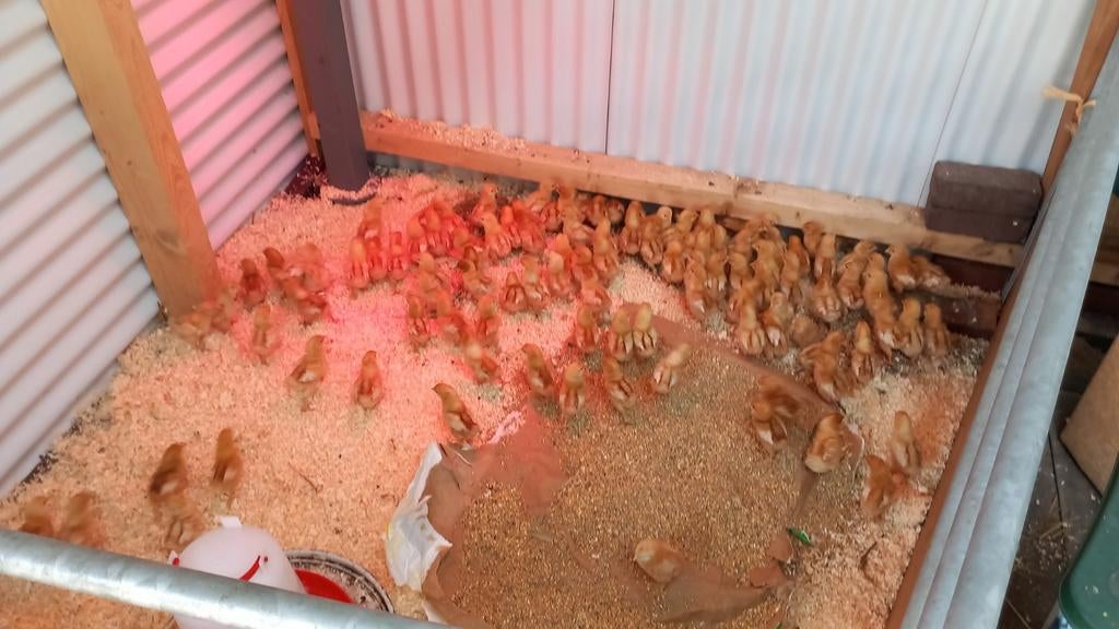 Legkip hen kuikens te koop, Dieren en Toebehoren, Pluimvee