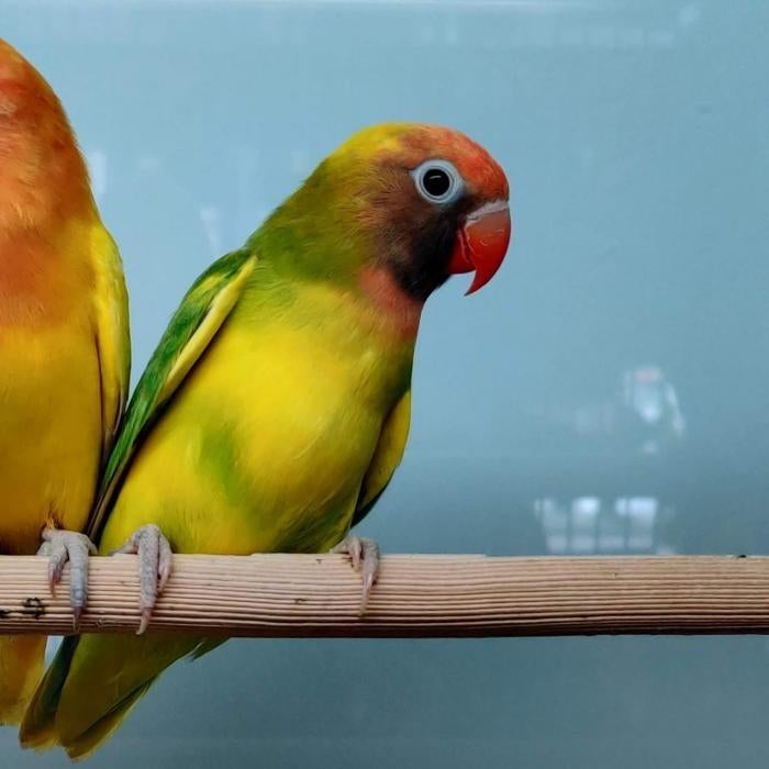 Agapornis nigrigenis, Dieren en Toebehoren, Meerdere dieren, Dwergpapegaai of Agapornis