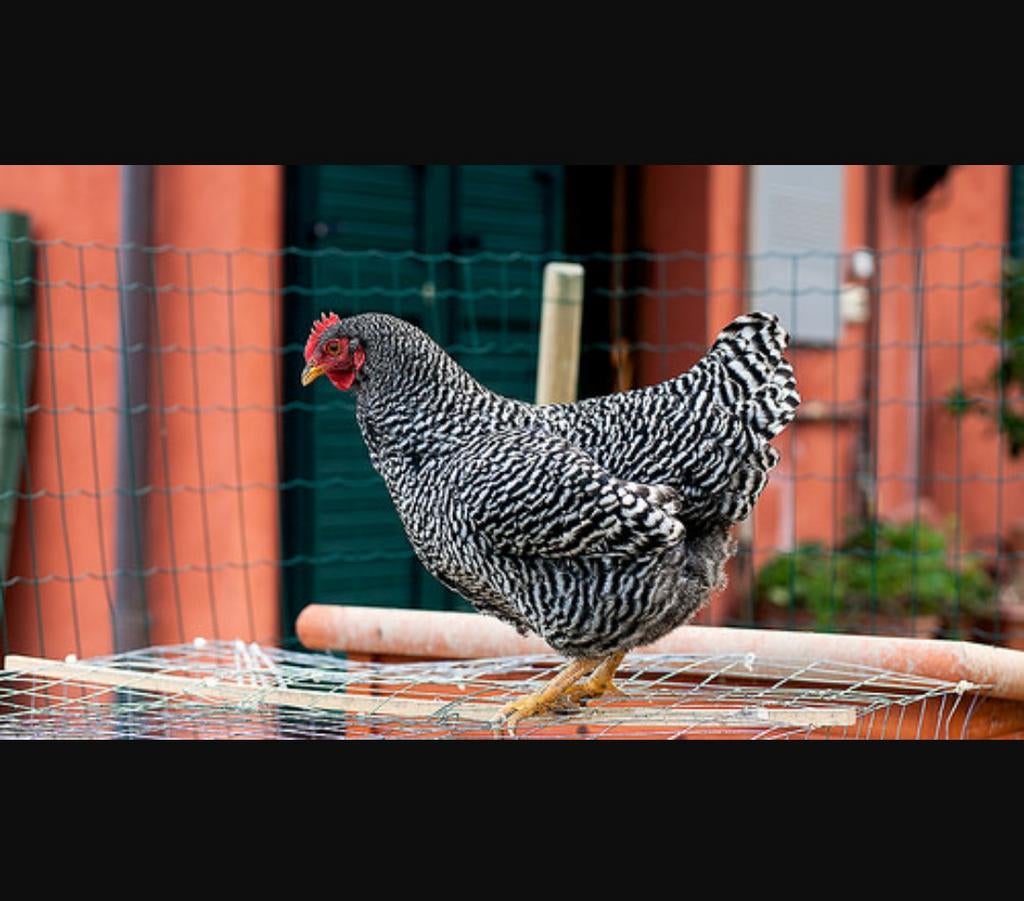 Jonge hennen Amrock Sussex Barnevelder Marans enz, Dieren en Toebehoren, Pluimvee, Vrouwelijk, Kip