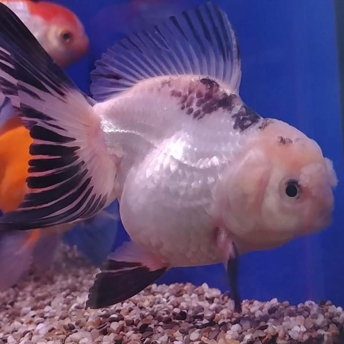 Carrasius auratus, Dieren en Toebehoren, Vis