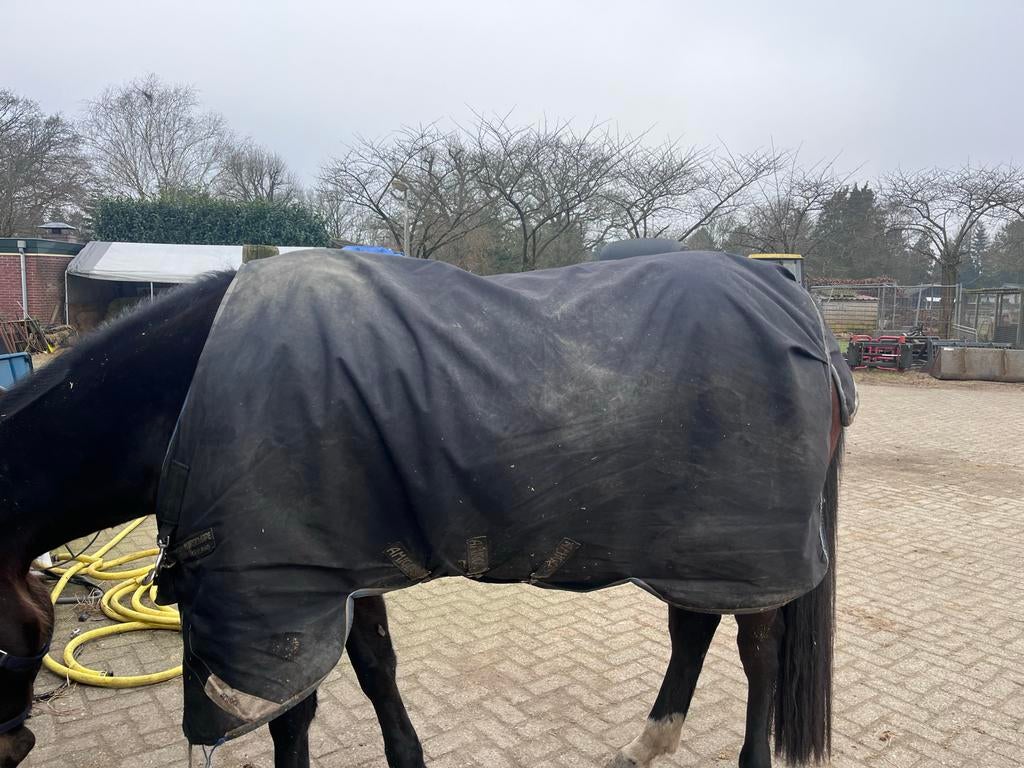 Amigo bravo 6.6 250 gram, Dieren en Toebehoren, Paarden en Pony's | Dekens en Dekjes, Gebruikt, Deken, Ophalen of Verzenden