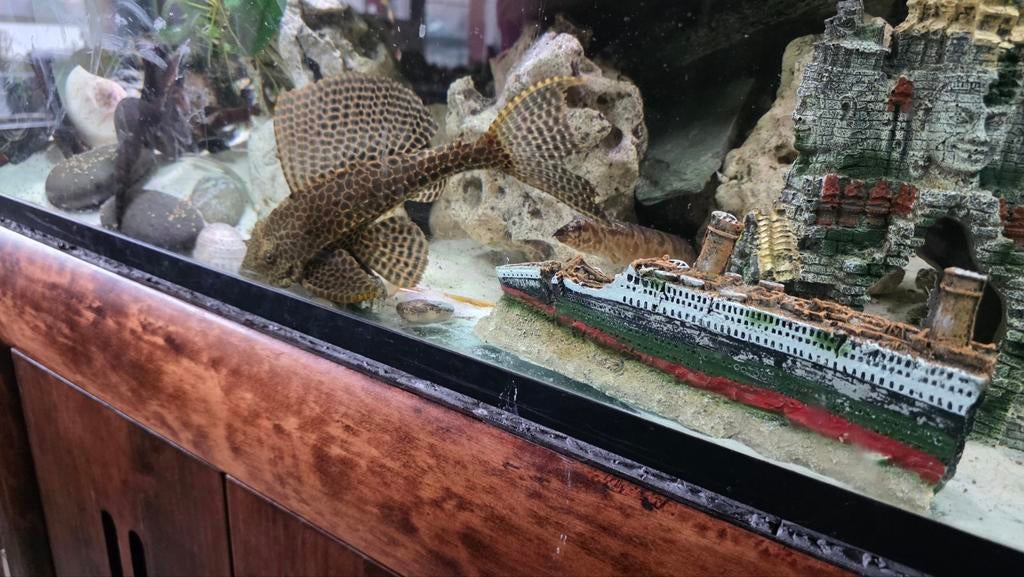 Compleet aquarium 200x60x60, Dieren en Toebehoren, Ophalen, Zo goed als nieuw