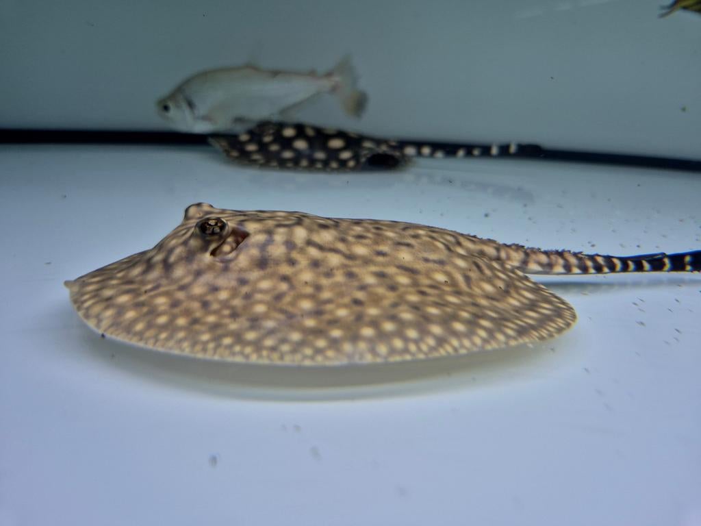 Potamotrygon P14 galaxy, Dieren en Toebehoren, Vissen | Aquariumvissen, Vis, Zoetwatervis