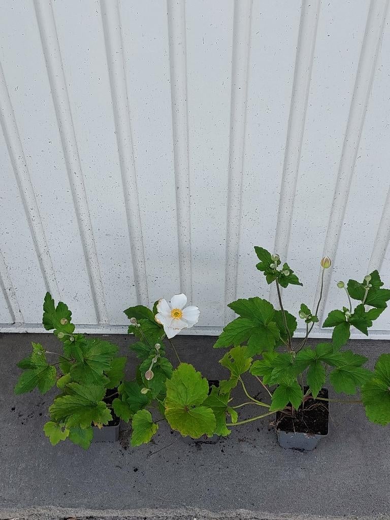 Anemone honorine jobert, Vaste plant, Halfschaduw, Zomer, Ophalen