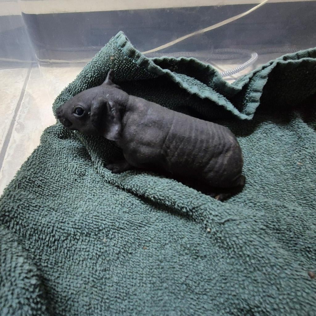 Nog 1 jong skinny cavia beertje, Cavia, Mannelijk, December, Tam