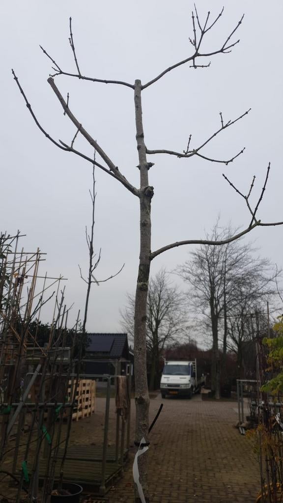 Bomenopruiming. 1 pindakaasboom. Clerodendrum, 250 tot 400 cm, Zomer, Volle zon, In pot