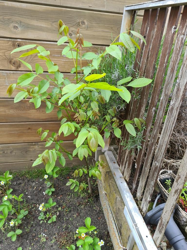 WALNOOT boompjes, 1- jaars en 2-jaars boompjes, Ophalen, Halfschaduw, Overige soorten, Lente