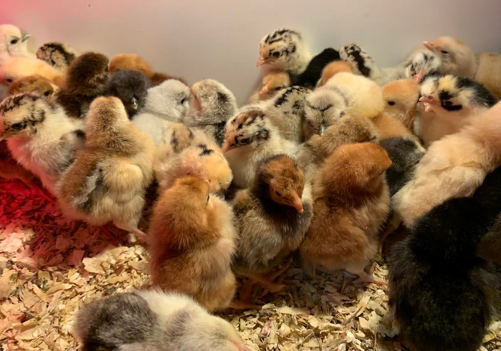 Jonge kuiken -meerdere soorten, Dieren en Toebehoren, Pluimvee, Vrouwelijk, Kip