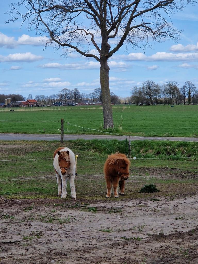 Te koop 2 lieve shetlanders, Dieren en Toebehoren, Merrie, Minder dan 160 cm, Recreatiepaard