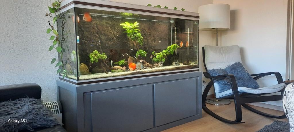 Groot aquarium, Dieren en Toebehoren, Ophalen of Verzenden, Gevuld zoetwateraquarium