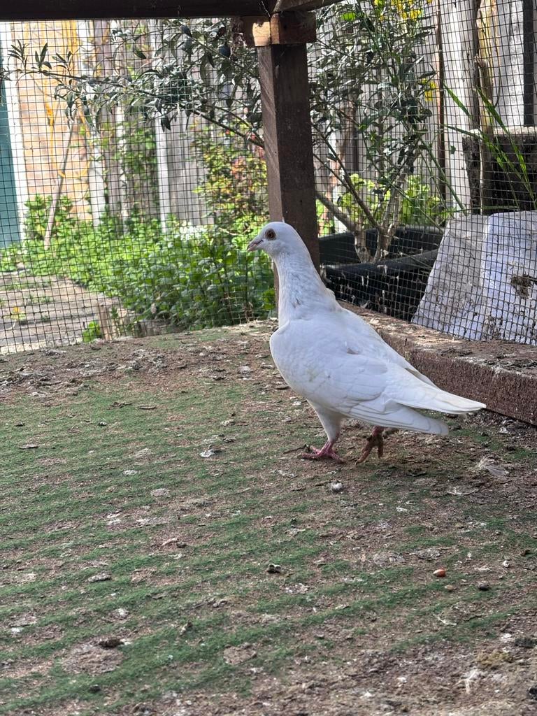 3 stuks postduiven voor €40, Meerdere dieren, Postduif