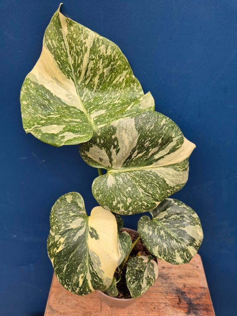 Monstera Thai Constellation p13 (36), Huis en Inrichting, Kamerplanten, Ophalen of Verzenden, Halfschaduw, Minder dan 100 cm