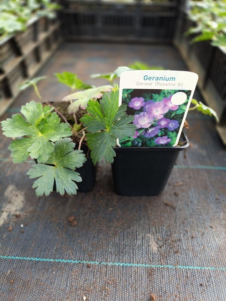 Geranium rozanne P9, Ophalen, Vaste plant, Bodembedekkers, Volle zon