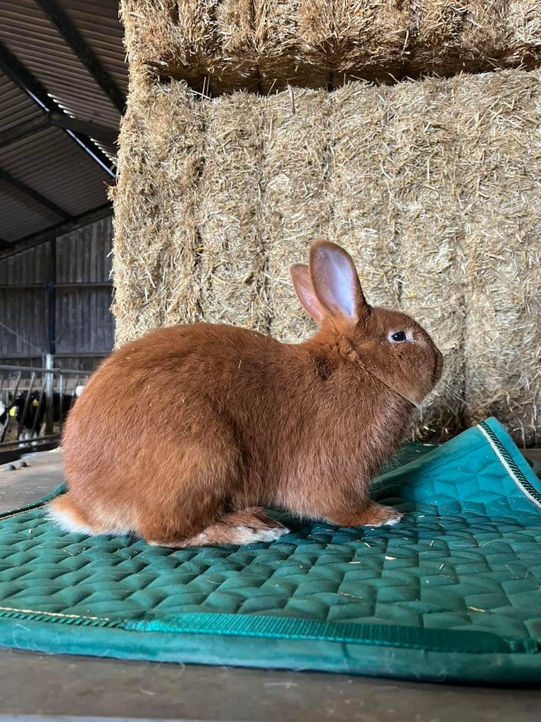 Makke en mooie jonge Rode Nieuwzeelander konijn, Dieren en Toebehoren, Konijnen, Mannelijk