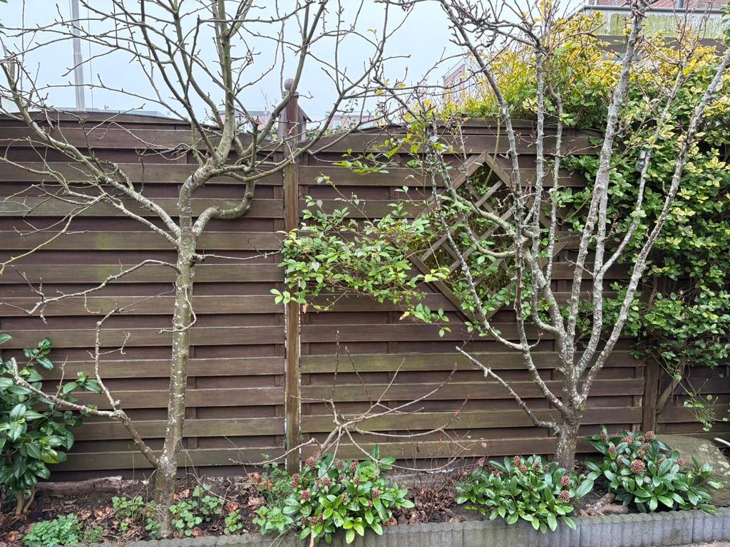 Appel en Perenboom te koop, Tuin en Terras, Planten | Bomen, Ophalen, Lente, Volle zon, Overige soorten