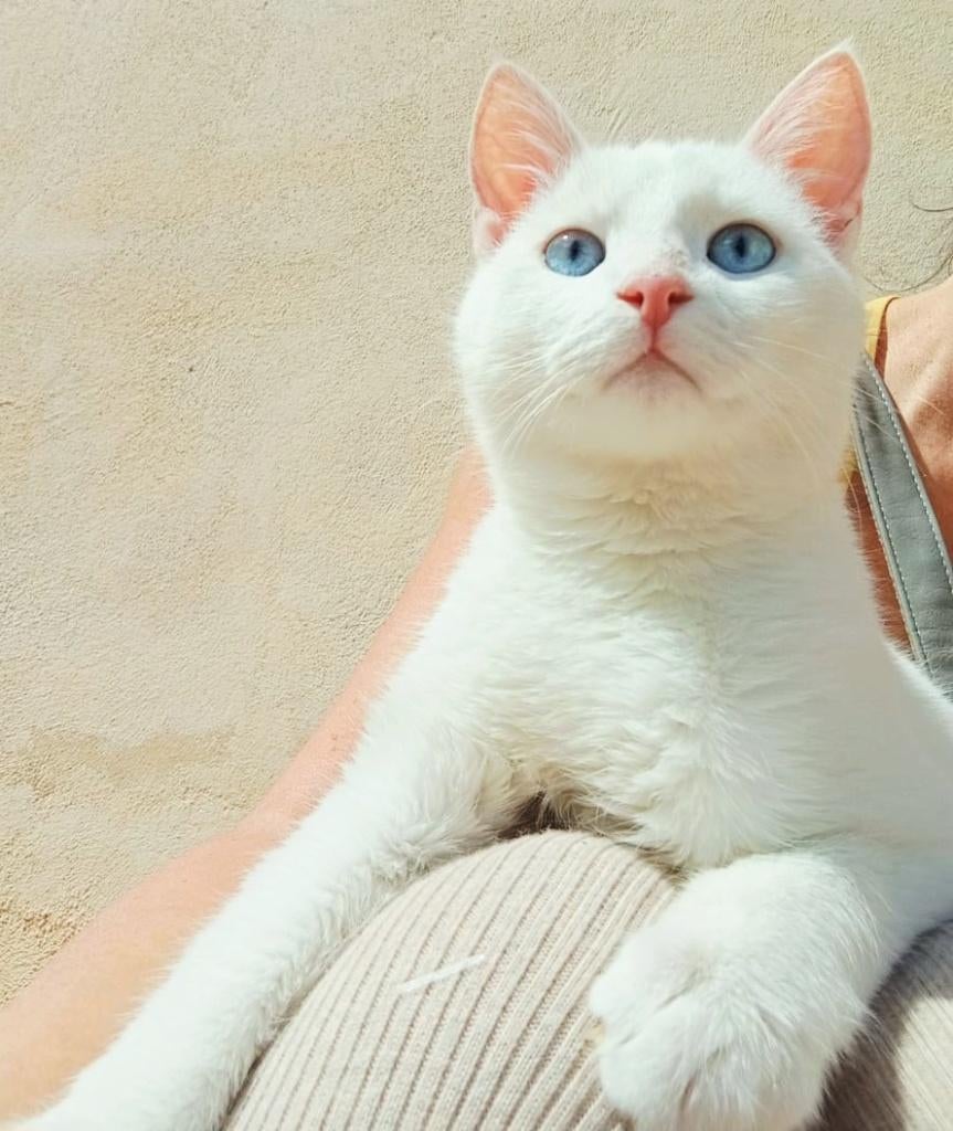 Zeer lief aanhankelijk doof kitten (j) ingeent/chip/ontwormd, Dieren en Toebehoren, Katten en Kittens | Overige Katten, Kater