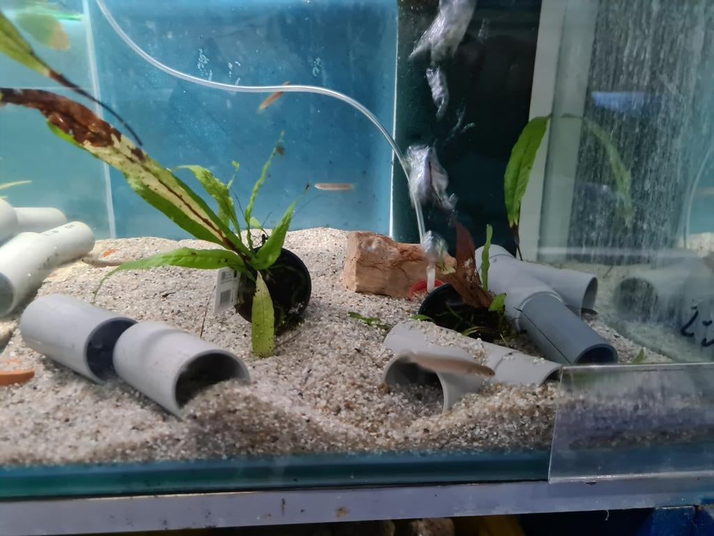 Channa Andrao, slangenkopvis, Vis, Zoetwatervis