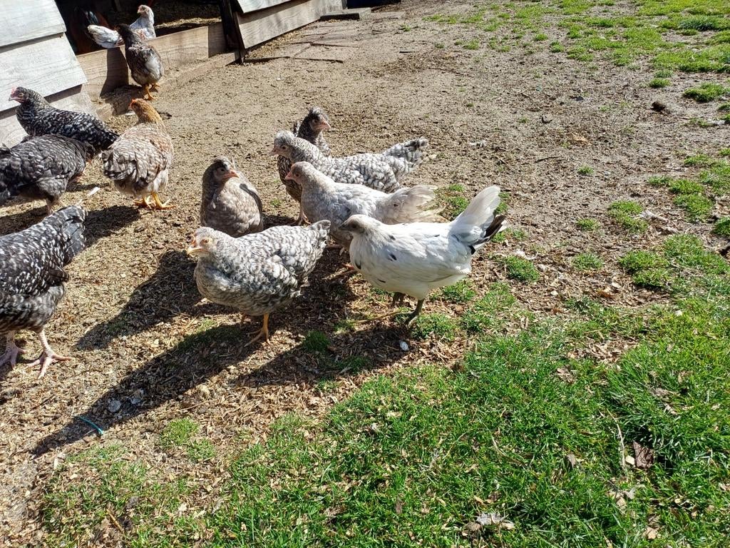 Prachtige sierkippen, Dieren en Toebehoren, Pluimvee, Mannelijk, Kip