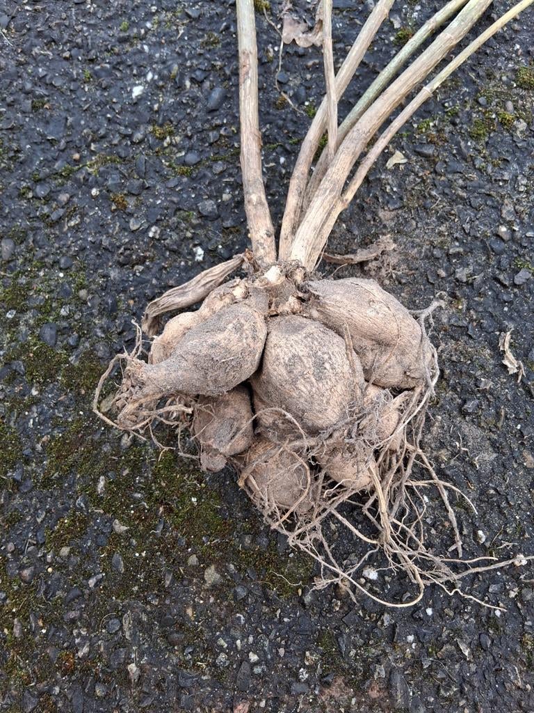 Te koop dahlia's knollen, Tuin en Terras, Bloembollen en Zaden, Ophalen, Volle zon, Knol