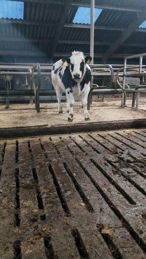 Twee mooi dikbil stierkalveren, Dieren en Toebehoren, Vrouwelijk