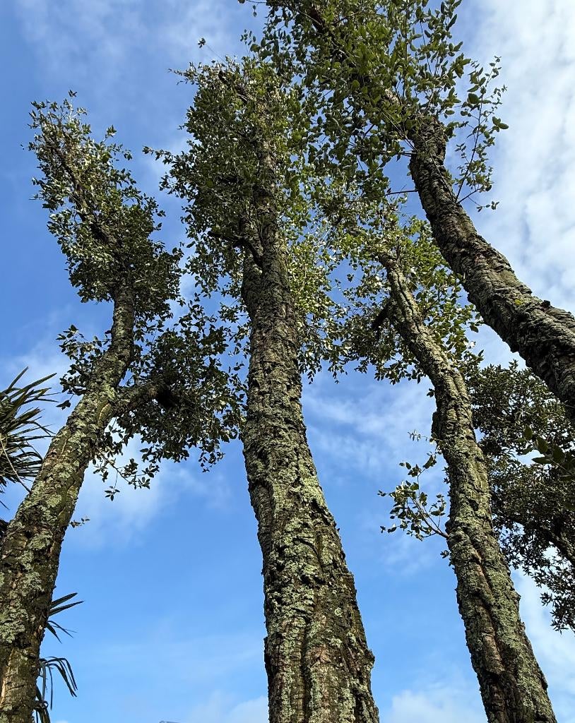 De grootste kurkeik van Nederland te koop @ Palmexpert nr151, Ophalen, Overige soorten