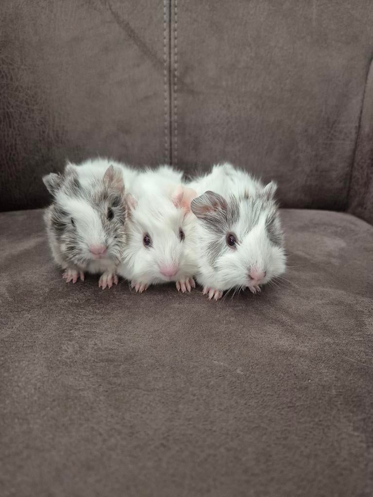 3 peruvian caviaatjes geboren op 17-3-26, Mannelijk, Tam, Maart, Cavia