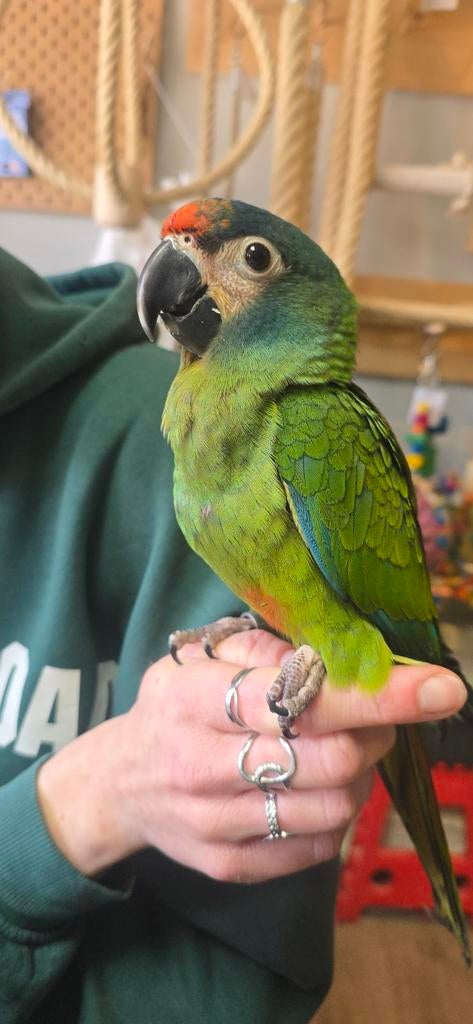Ara maracana jongen, Dieren en Toebehoren, Geslacht onbekend, Papegaai, Tam