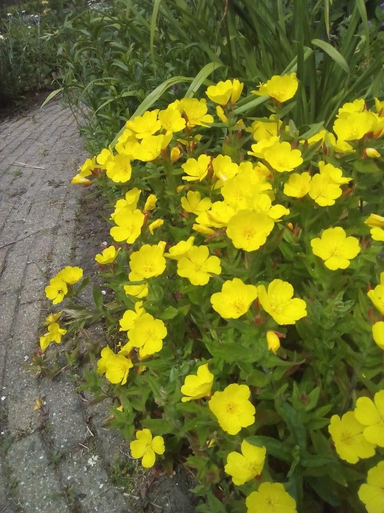 vaste teunisbloem, Ophalen, Vaste plant, Overige soorten, Volle zon