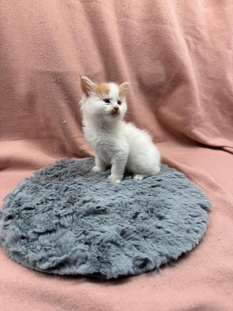 maine coon kittens met stamboom, Meerdere dieren, Met stamboom, 0 tot 2 jaar