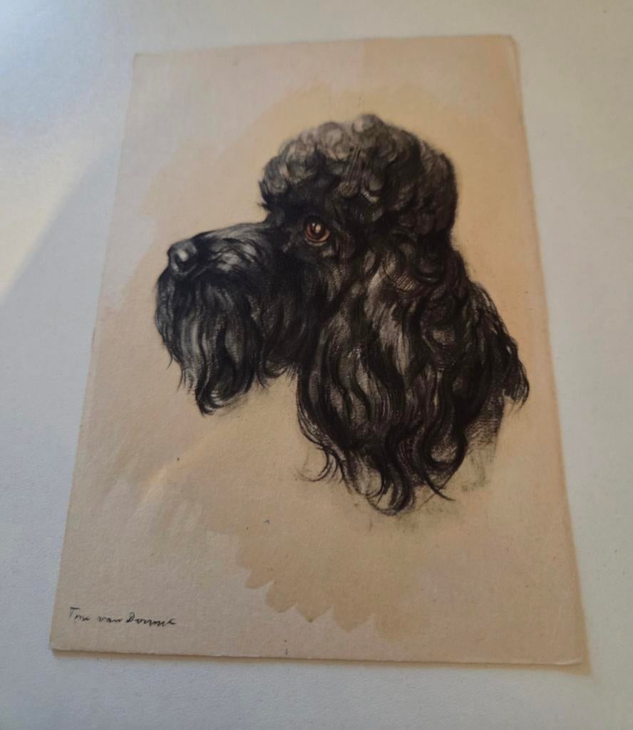 Zwarte Poedel, Verzenden, Gelopen, Hond of Kat