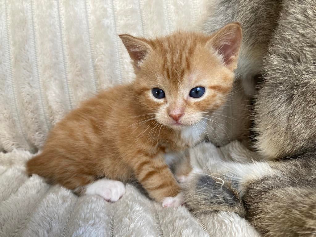 3 lieve kittens, Meerdere dieren, Ontwormd