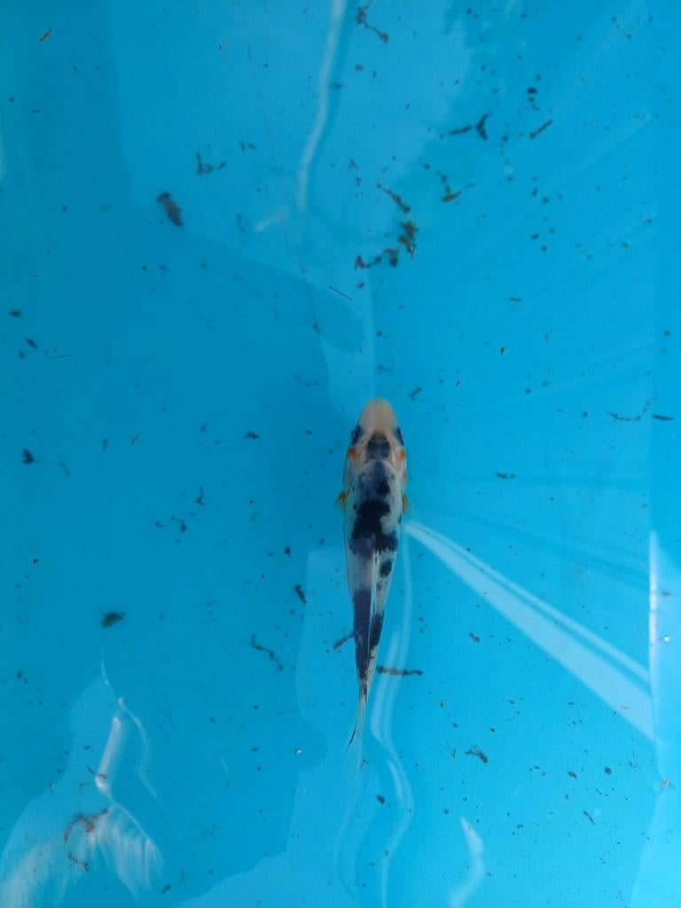 Japanse koi, Dieren en Toebehoren, Vissen | Aquariumvissen, Vis