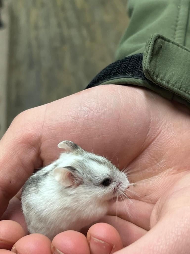 Chinese dwerghamster | Jonge hamsters | Goed tam te maken, Dieren en Toebehoren, Knaagdieren, Hamster, Februari, Vrouwelijk, Tam