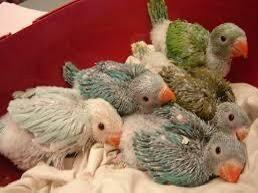 halsbandparkieten, Dieren en Toebehoren, Vogels | Overige Vogels, Meerdere dieren, Tam