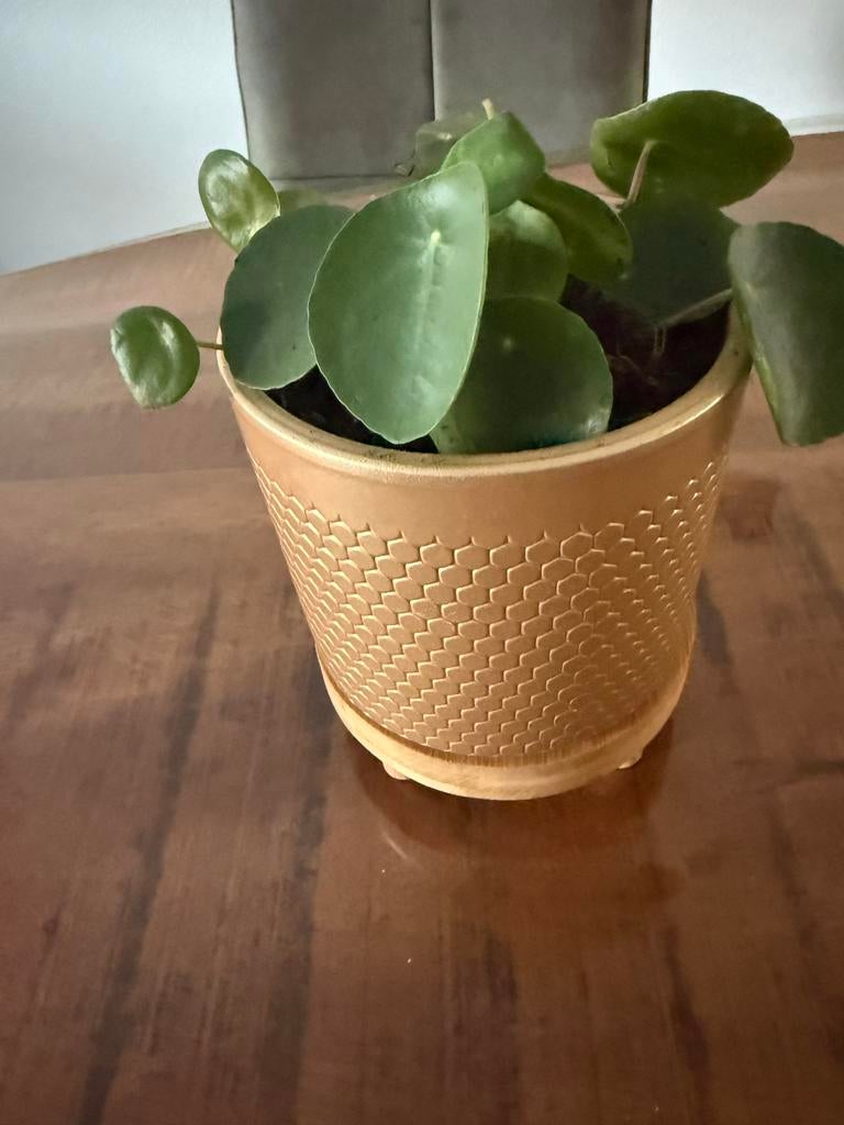 Gouden bloempot met patroon, Gebruikt, Rond, Binnen, Ophalen of Verzenden