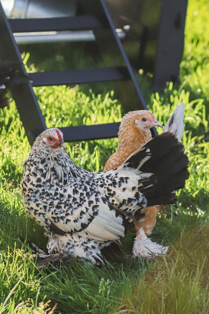 Sabelpoot krielkip | Jonge, kleine kippen | Deskundig advies, Vrouwelijk, Kip