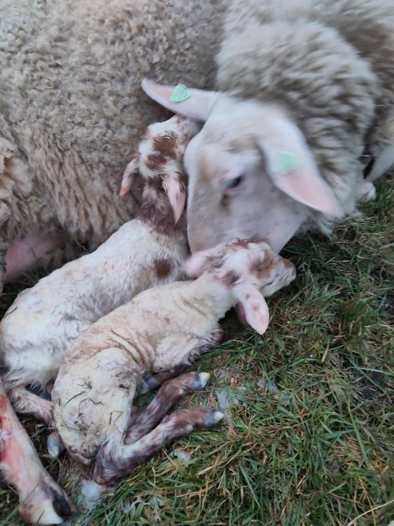 Ramlammeren Solognote x melkschaap, niet voor slacht, Mannelijk, Schaap, 0 tot 2 jaar